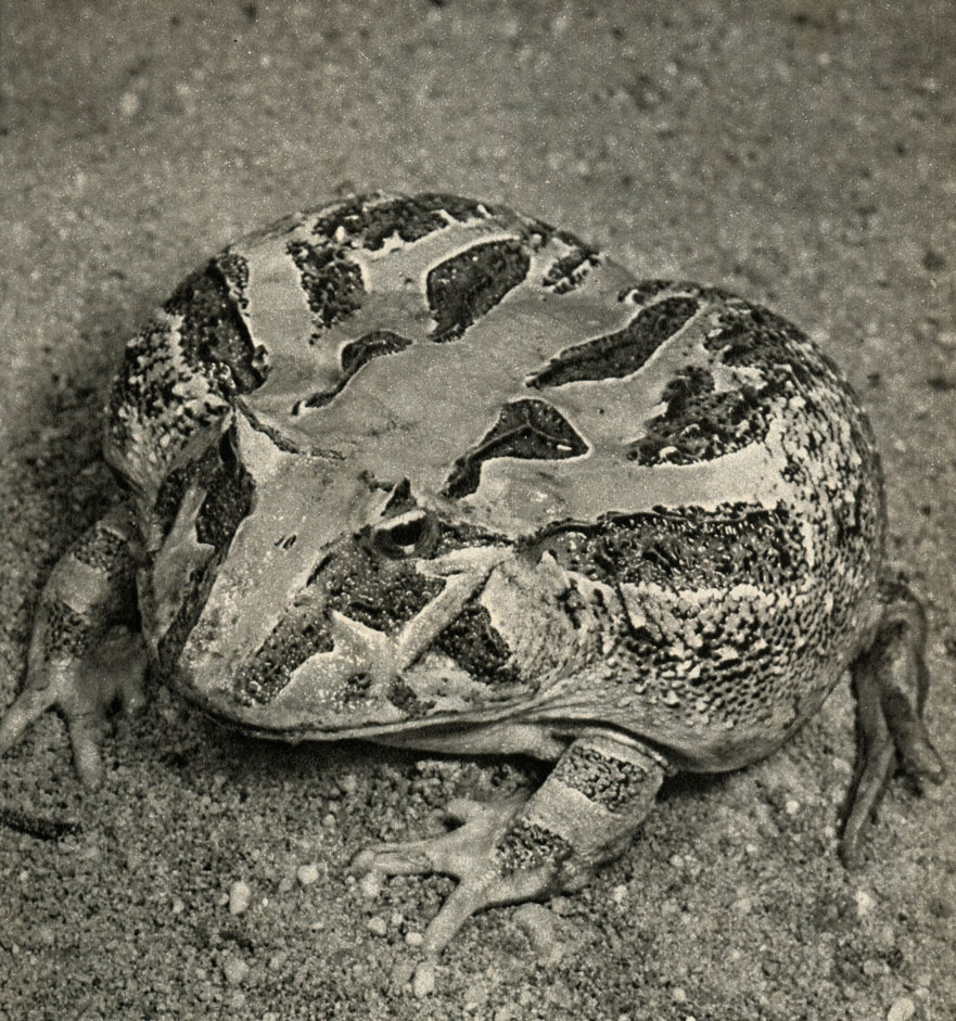   (Ceratophrys varia)