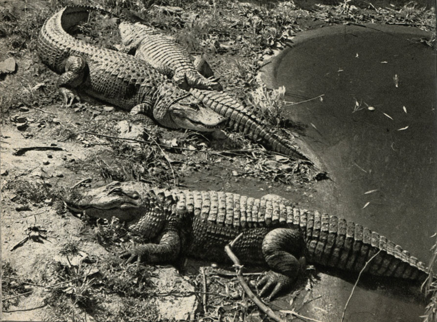   (Alligator mississippiensis)