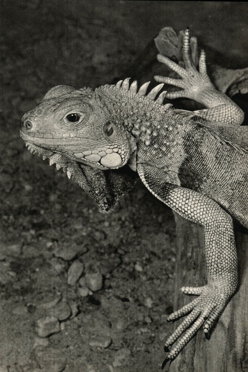 ,  ,  (Iguana tuberculata = Iguana iguana)