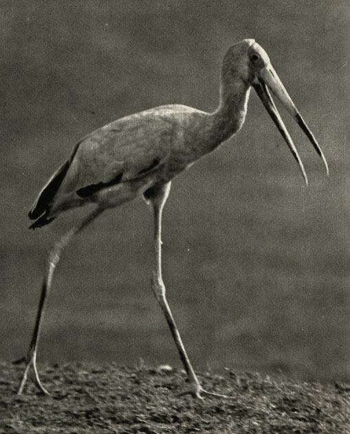   (Pseudotantalus ibis)