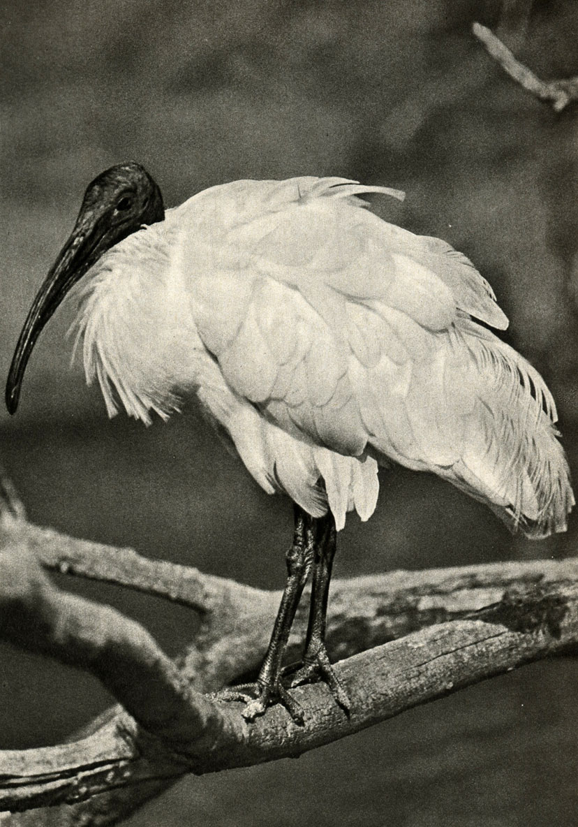   (Threskiornis aethiopicus)