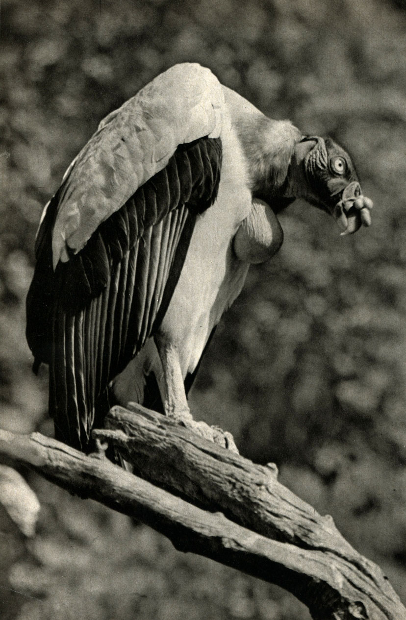  (Vultur gryphus)