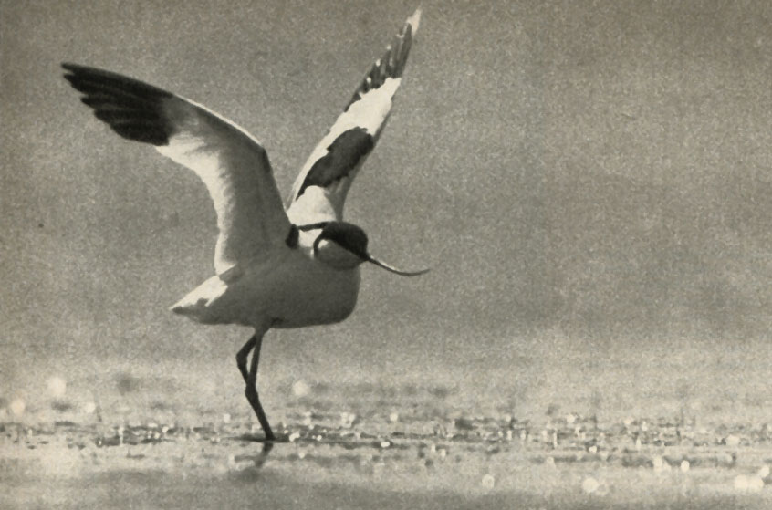  (Recurvirostra avosetta)