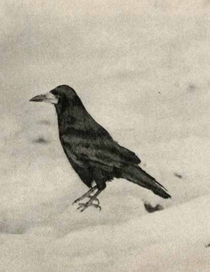  (Corvus frugilegus)