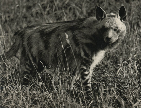   (Hyaena hyaena)