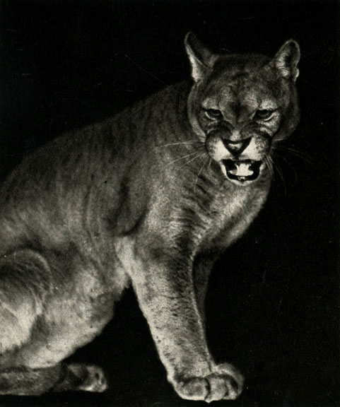 ,   (Panthera concolor)