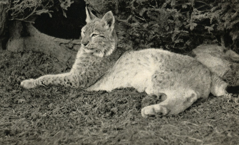   (Lynx lynx)