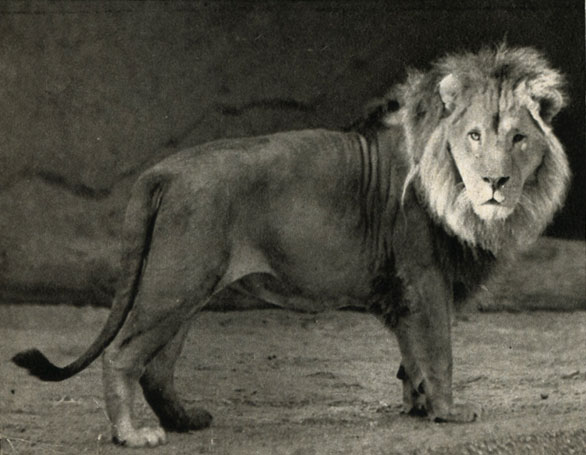  (Panthera leo)