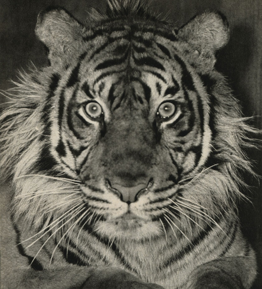   (Panthera tigris sumatrae)