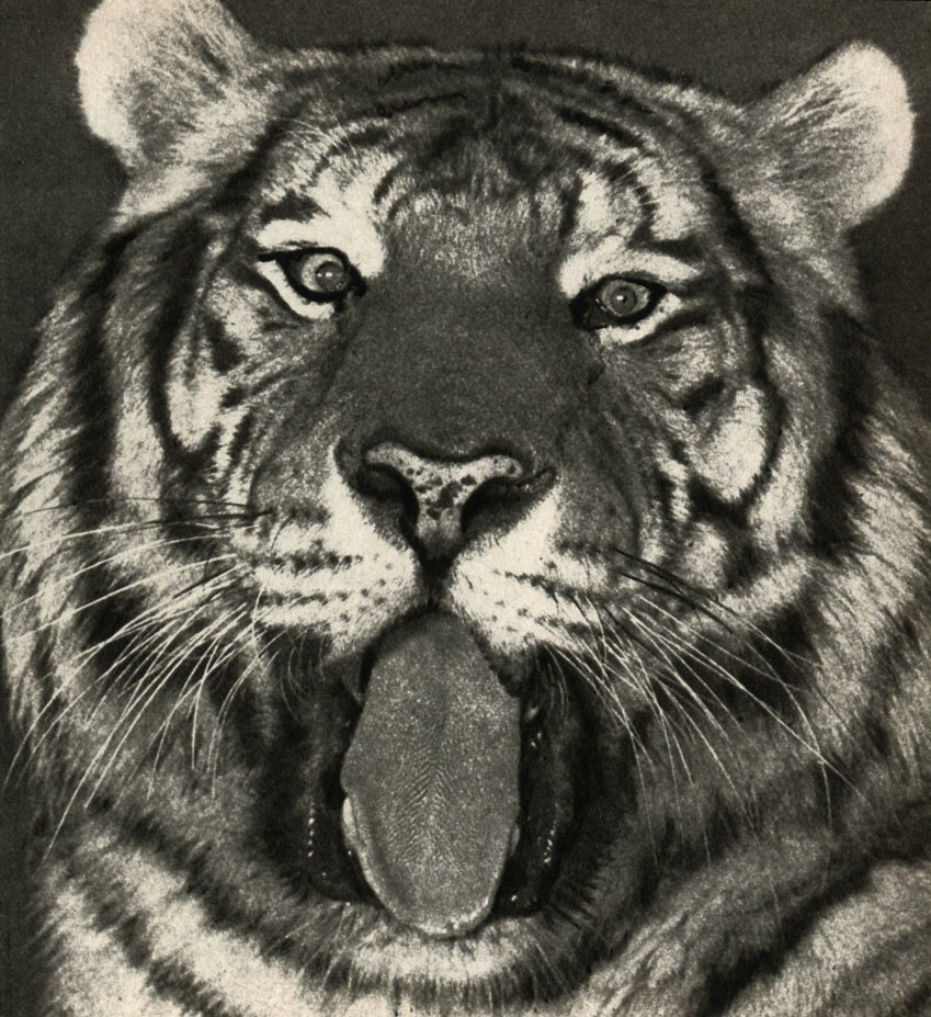   (Panthera tigris longipilis)