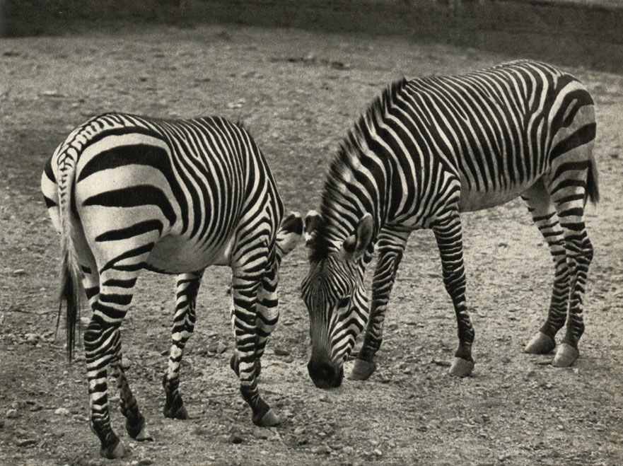   (Equus zebra hartmannae)