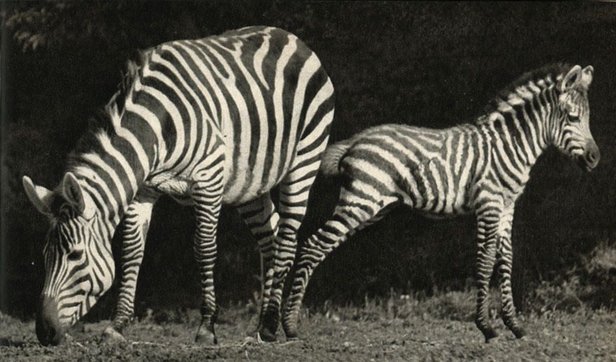   (Equus quagga granti)