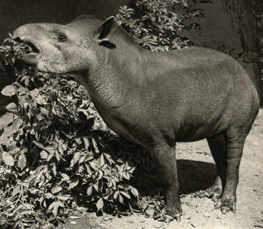   (Tapirus terrestris)