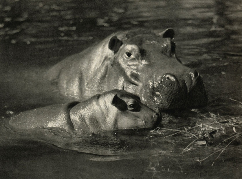  ,   (Hippopotamus amphibius)