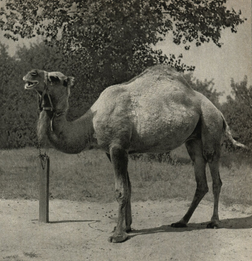 ,      (Camelus dromedarius)