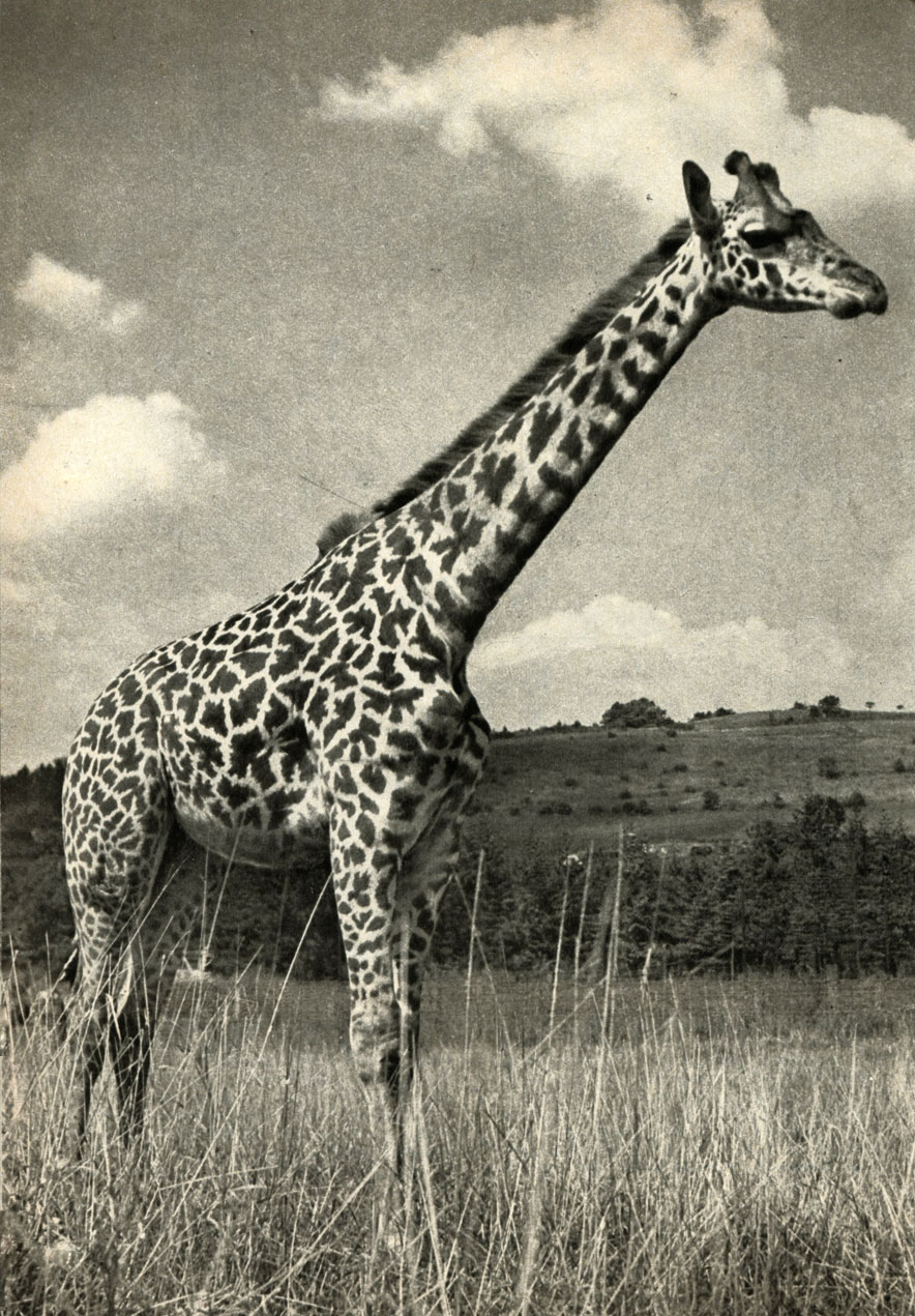   (Giraffa camelopardalis giraffa)
