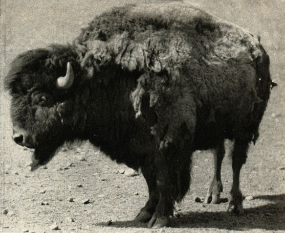  (Bison bison)