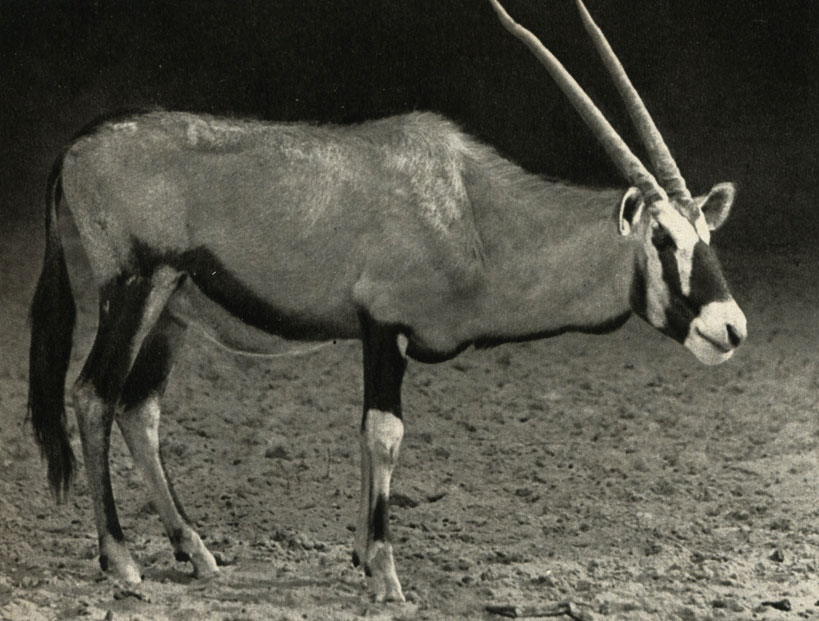 -  (Oryx gazella)