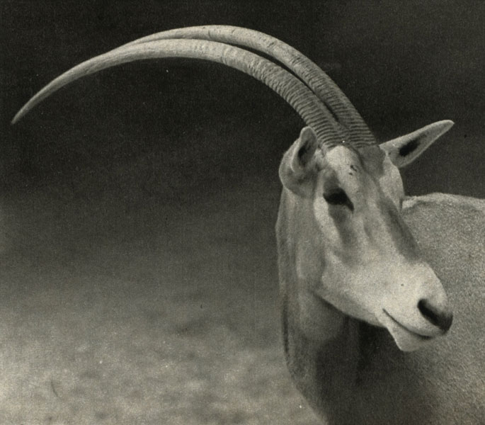     (Oryx algazel = O.fao)