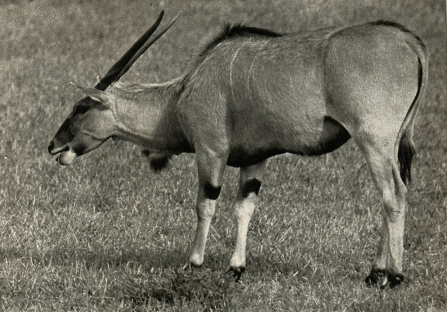  (Taurotragus oryx)