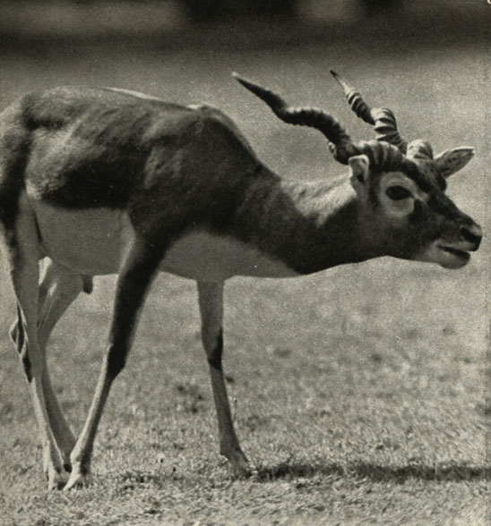  (Antilope cervicapra)