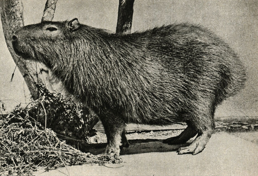 ,   (Hydrochoerus capybara)