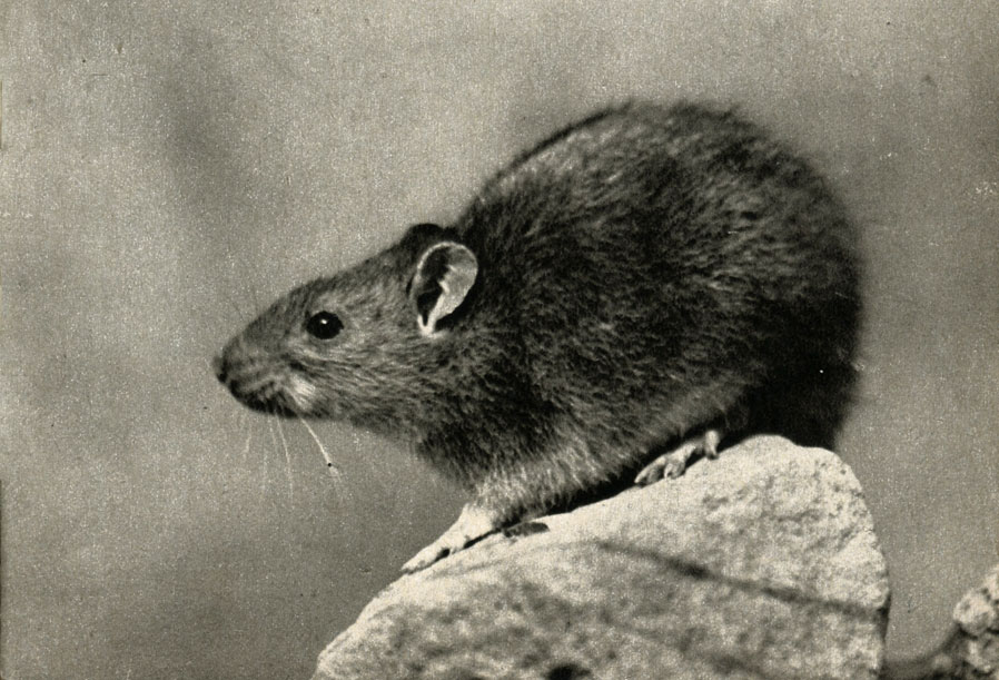  ,   (Rattus norvegicus)