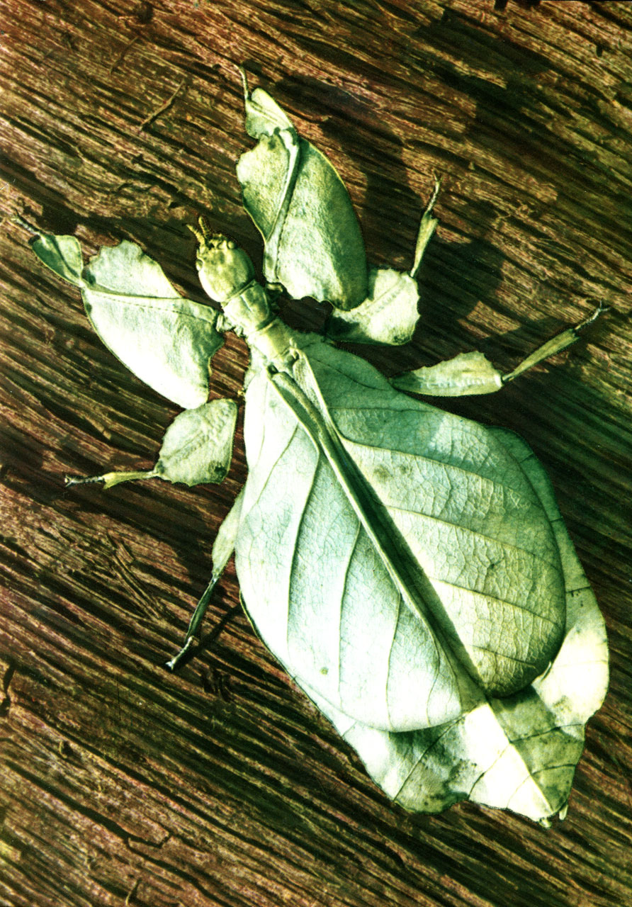   (Phyllium crucifolium)    (  2,5 )