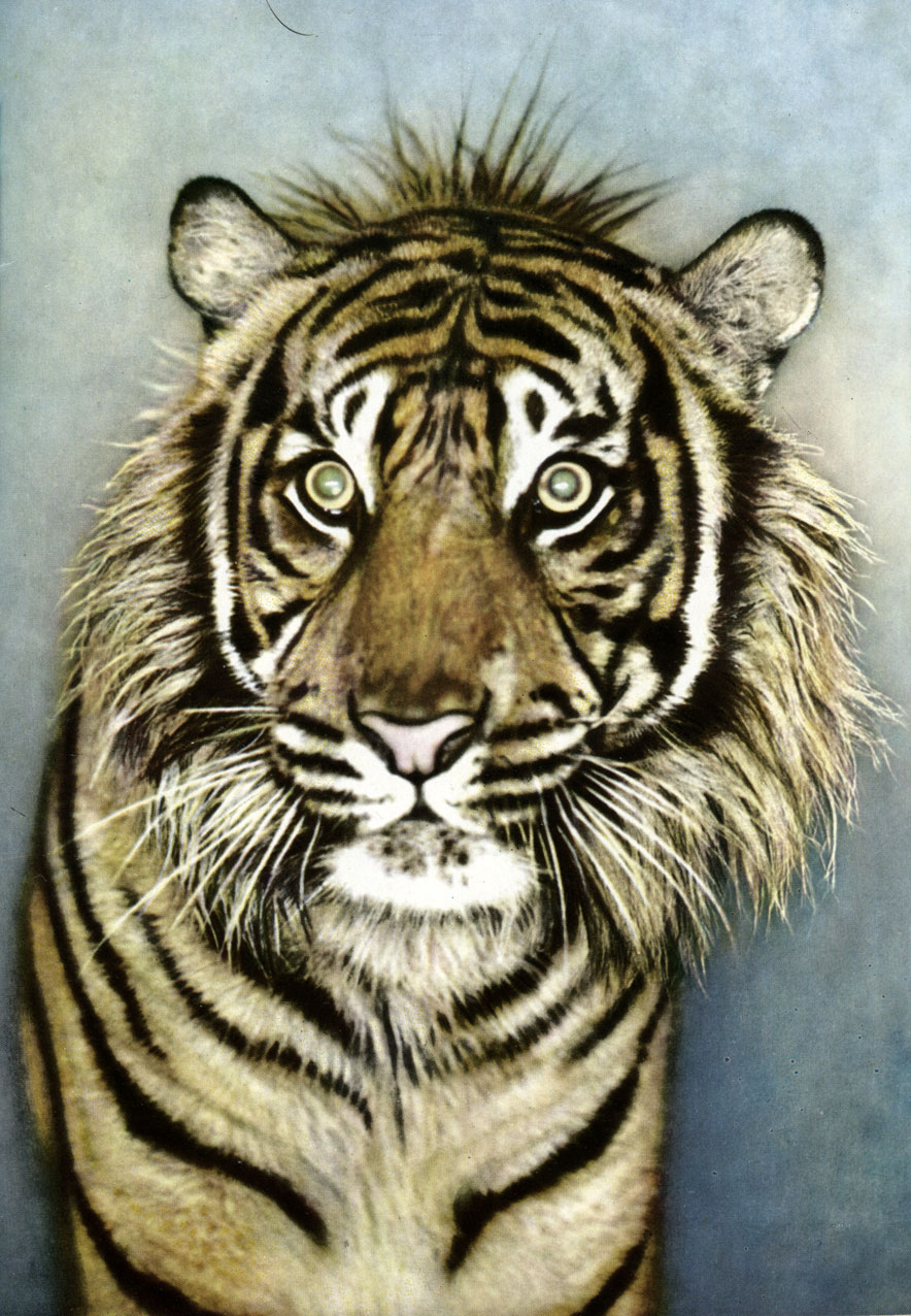   (Panthera tigris sumatrae)  