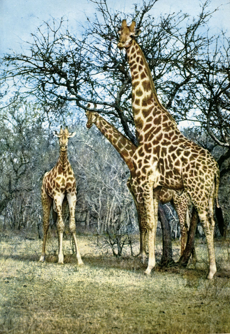   (Giraffa camelopardalis camelopardalis)