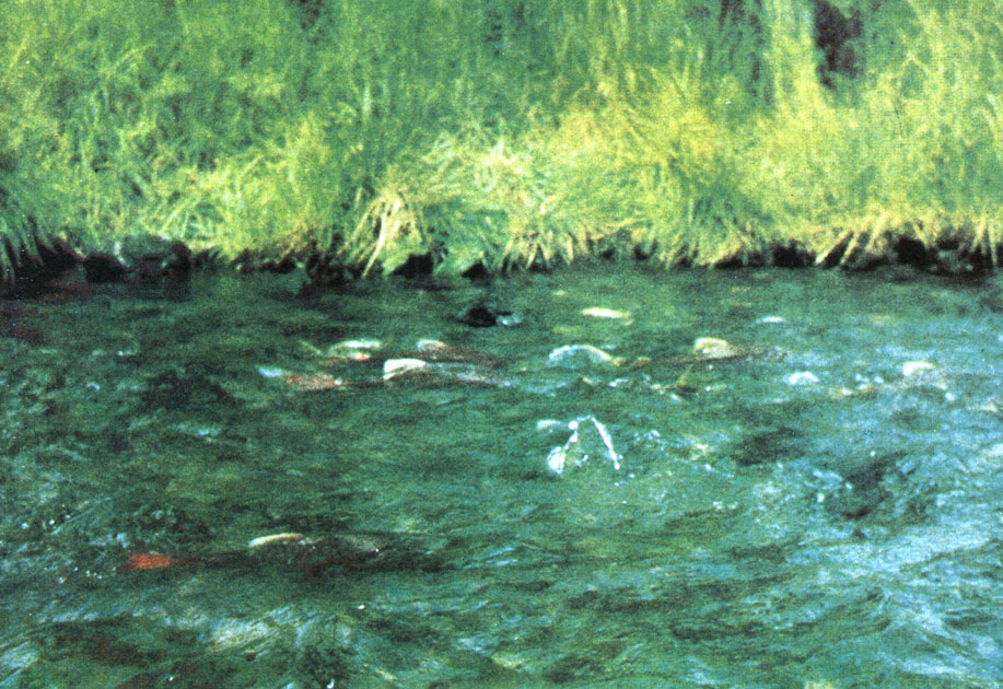 Десятки лососей (нерки) приходят в ручьи Кадьяка