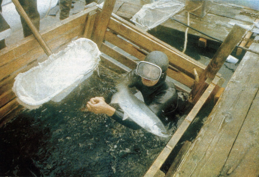 В клетке для лососей на станции подсчета на реке Акалура