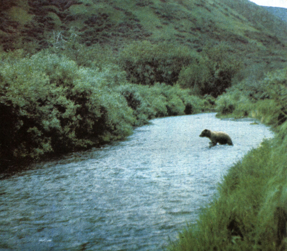 Кадьякский медведь переходит реку Каньон в ее верхнем течении