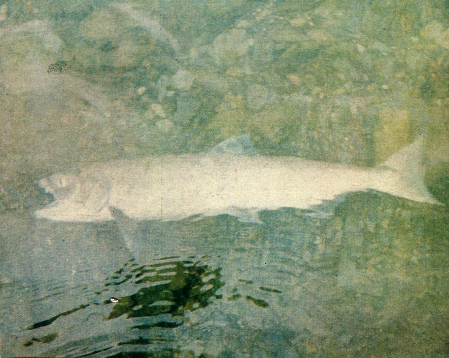 Закончив акт размножения, усталый и обессиленный лосось ложится на бок