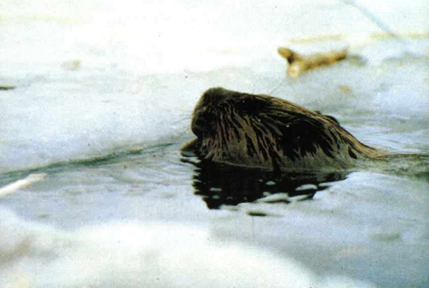 Животное выныривает, проплыв 110 метров подо льдом