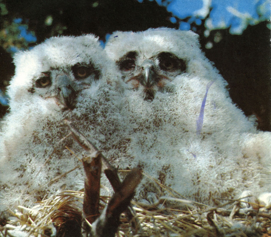 Молодые полярные совы в гнезде
