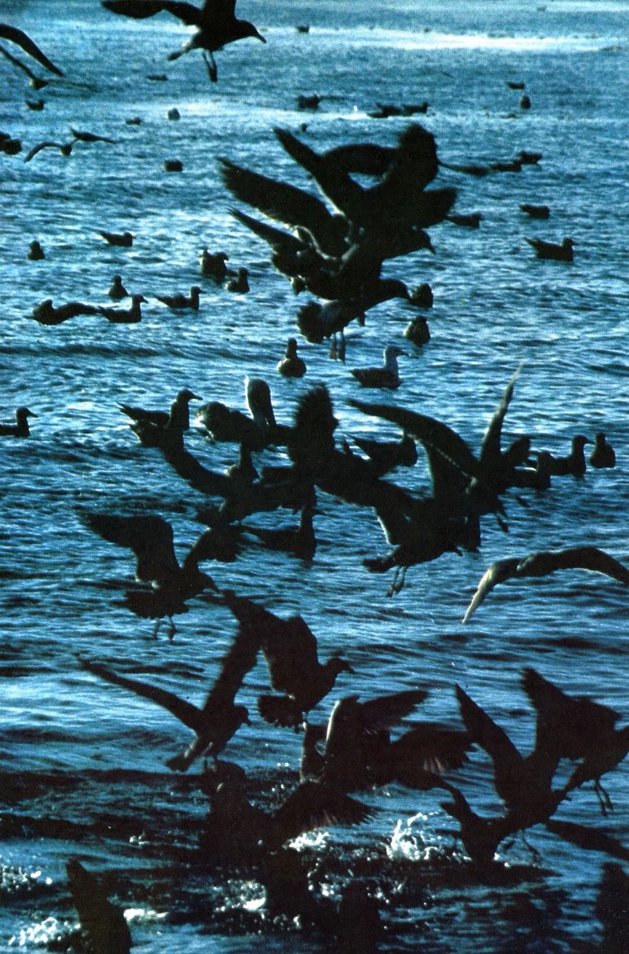 Морские птицы в водах Алеутских островов