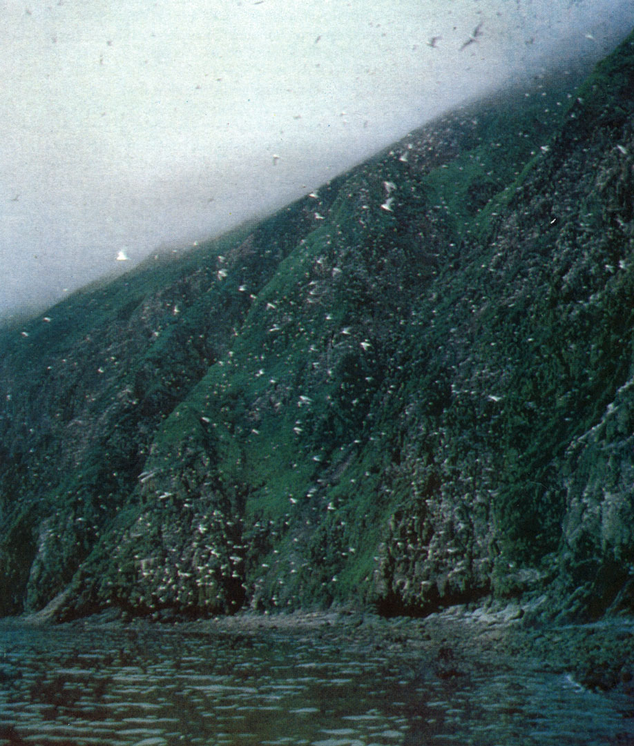 Обрывистые берега острова Амчитка, где селятся морские птицы