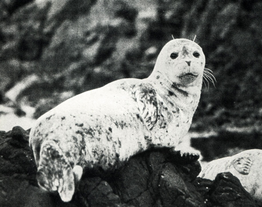Тюлень часто поселяется на тех берегах, где живут колонии каланов