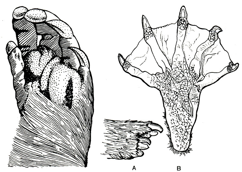А: 2 и 3-й пальцы ноги бобра, где видны ногти-гребешки, которыми животное пользуется во время своего туалета. В: Вид ноги бобра снизу: видны перепонки