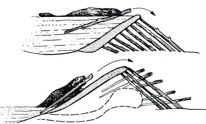 Схема, показывающая, что плотина (вверху) и хатка (внизу) строятся бобром одним и тем же методом. (По: В. Richard, La Recherche, №42.)