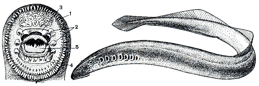 Рис. 9. Тихоокеанская минога (Lampetra japonica) и ее рот (слева): 1 - кожистая бахрома; 2 - боковые зубы; 3 - верхнечелюстная пластинка; 4 - нижнечелюстная пластинка; 5 - язычковая пластинка