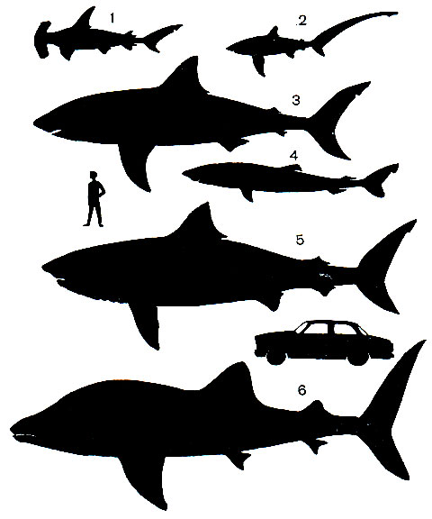 Рис. 14. Сравнительные размеры акул: 1 - акула-молот (до 4,5-6 м); 2 - акула-лисица (до 6 м); 3 - акула-людоед (до 11 м); 4 - полярная акула (до 6,5 м); 5 - гигантская акула (до 15 м); 6 - китовая акула (до 20 м). Рост человека - 1,85 м, длина 'Волги' - 4.8 м