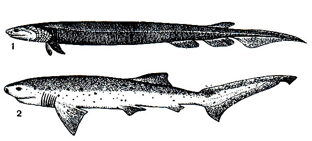 Рис. 16. Акулы плащеносная (Chlamydoselachus anguineus) - 1 и семижаберная (Heptranchias) - 2