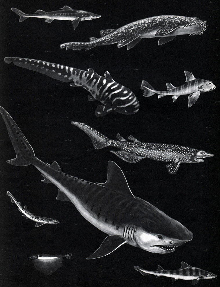 Таблица 1. Акулы: 1 - катран (Squalus acanthias); 2 - воббегонг (Orectolobus barbatus); 3 - зебровая (Stegostoma tigrinum); 4 - бычья (Heterodontus japonicus); 5 - звездчатошипая (Echinorhinus brucus); 6 - тигровая (Galeocerdo cuvieri); 7 - кошачья (Scyliorhinus canicula); 8 - острозубая кунья (Triakis scyllium); 9 - светящаяся (Isistius brasiliensis)