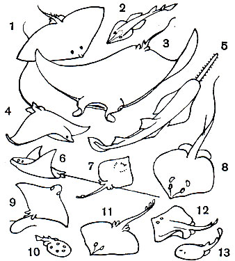 Таблица 2. Скаты: 1 - японский скат-бабочка (Gymnura japonica); 2 - гитарный скат (Rhinobatos perceli); 3 - скат-рогач, или манта (Manta birostris); 4 - скат-быченос (Rhinoptera bonasus); 5 - пила-рыба (Pristis pectinatus); 6 - пятнистый орляк (Aetobatus narinari); 7, 12 - звездчатый скат (Raja radiata): со спинной и брюшной стороны; 8 - хвостокол, или морской кот (Dasyatis pastinaca); 9 - скат-орляк (Myliobatis aquila); 10 - обыкновенный электрический скат (Torpedo marmorata); 11 - морская лисица (Raja clavata); 13 - глубоководный электрический скат (Benthobatis narcida)