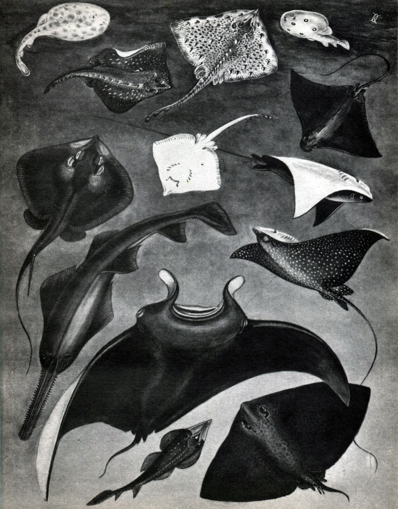 Таблица 2. Скаты: 1 - японский скат-бабочка (Gymnura japonica); 2 - гитарный скат (Rhinobatos perceli); 3 - скат-рогач, или манта (Manta birostris); 4 - скат-быченос (Rhinoptera bonasus); 5	 - пила-рыба (Pristis pectinatus); 6 - пятнистый орляк (Aetobatus narinari); 7, 12 - звездчатый скат (Raja radiata): со спинной и брюшной стороны; 8 - хвостокол, или морской кот (Dasyatis pastinaca); 9 - скат-орляк (Myliobatis aquila); 10 - обыкновенный электрический скат (Torpedo marmorata); 11 - морская лисица (Raja clavata); 13 - глубоководный электрический скат (Benthobatis narcida)