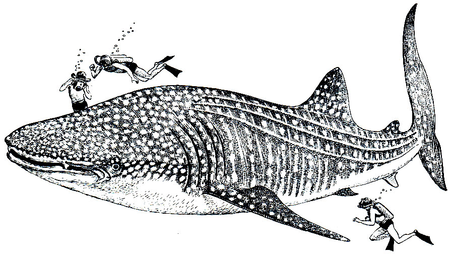 Рис. 17. Китовая акула (Rhincodon typus)