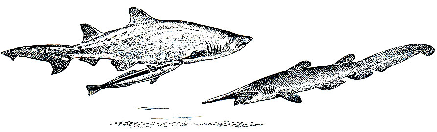 Рис. 18. Придонные акулы: слева - песчаная (Carcharias tanrus), справа - скапаноринх (Scapanorhynchus owstoni)