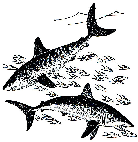 Рис. 20. Обыкновенная, или атлантическая сельдевая, акула (Lamna nasus) - внизу и северотихоокеанская сельдевая, или лососевая, акула (Lamna ditropis) - вверху